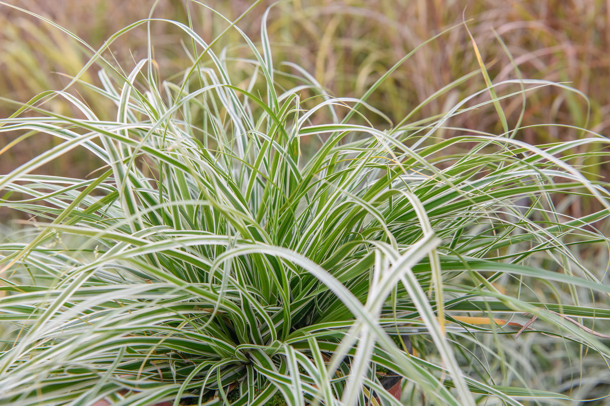 Carex appressa - Tall Sledge Grass