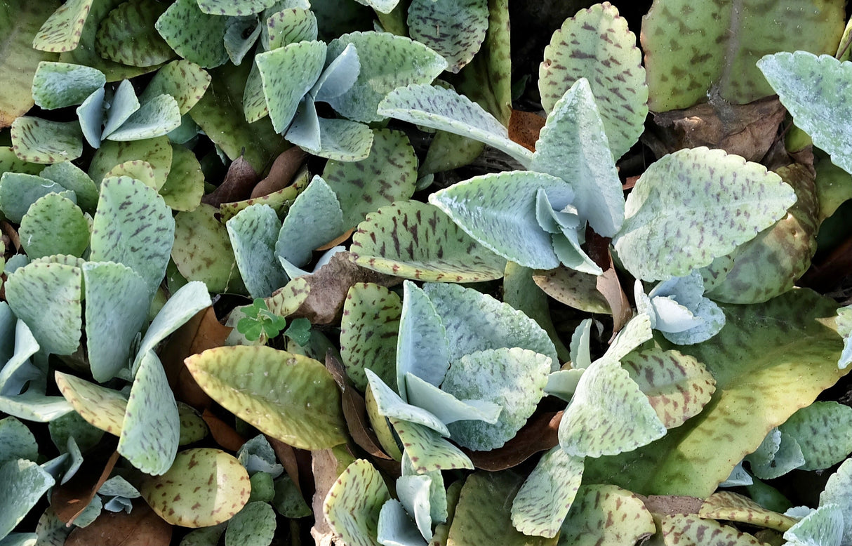 Kalanchoe humilis - Striped Kalanchoe