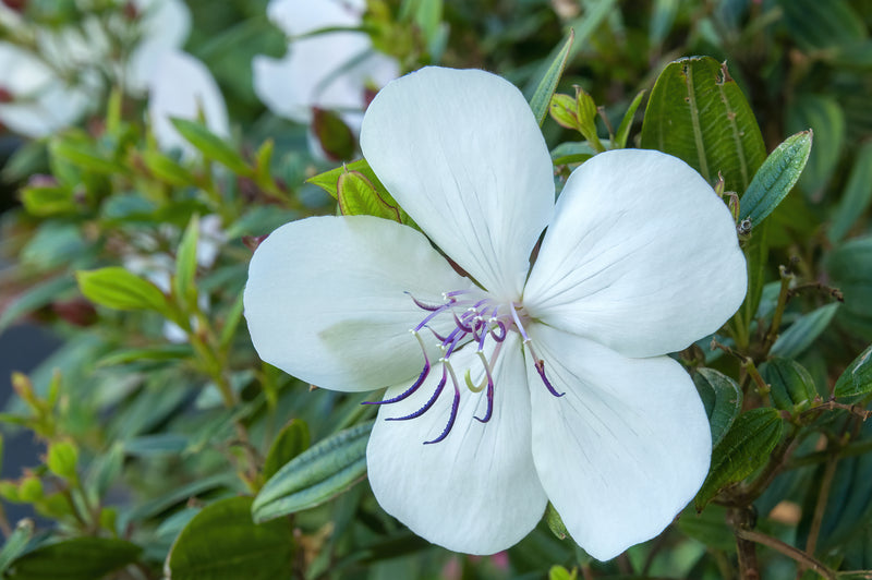 Tibouchina 'Peace Baby' - التيبوشينا بيس بيبي