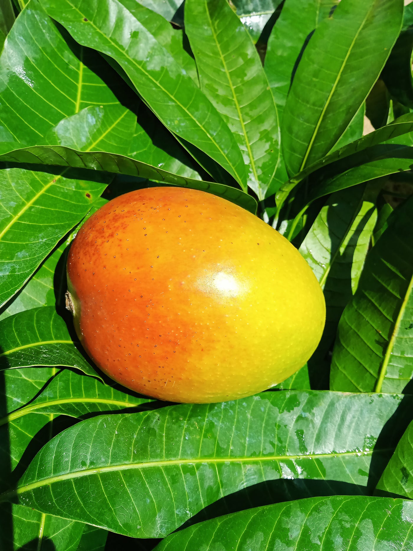 Mangifera indica 'Kensington Pride' - Kensington Pride Mango Tree
