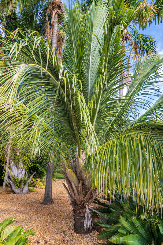 Beccariophoenix fenestralis - نخيل النافذة
