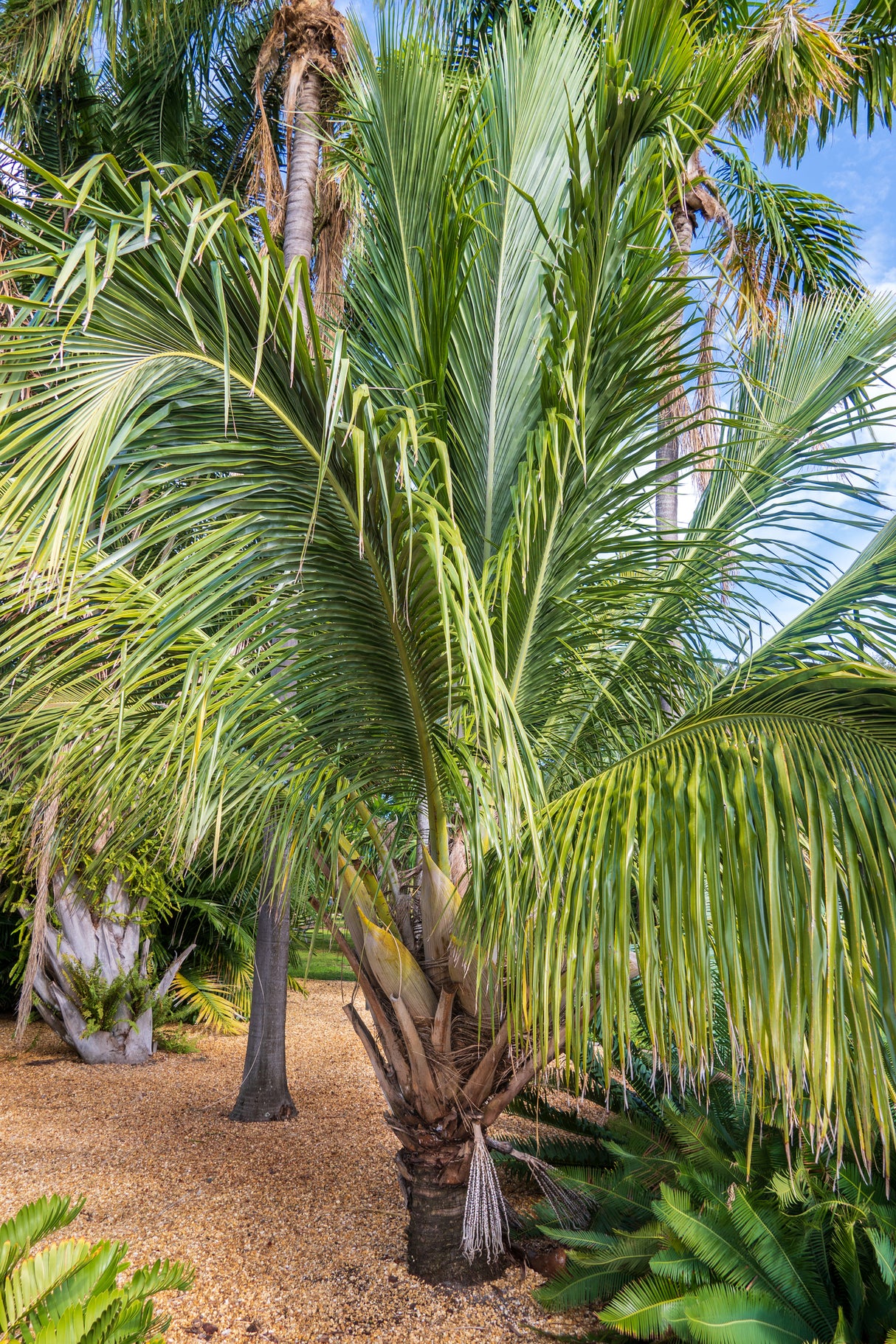 Beccariophoenix fenestralis - Window Palm