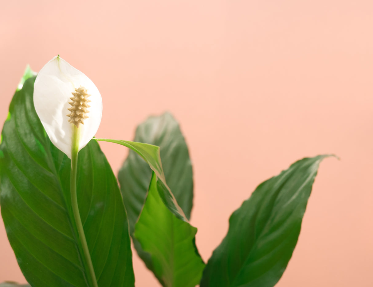 Spathiphyllum 'Sweet Romano' - Sweet Romano Peace Lily