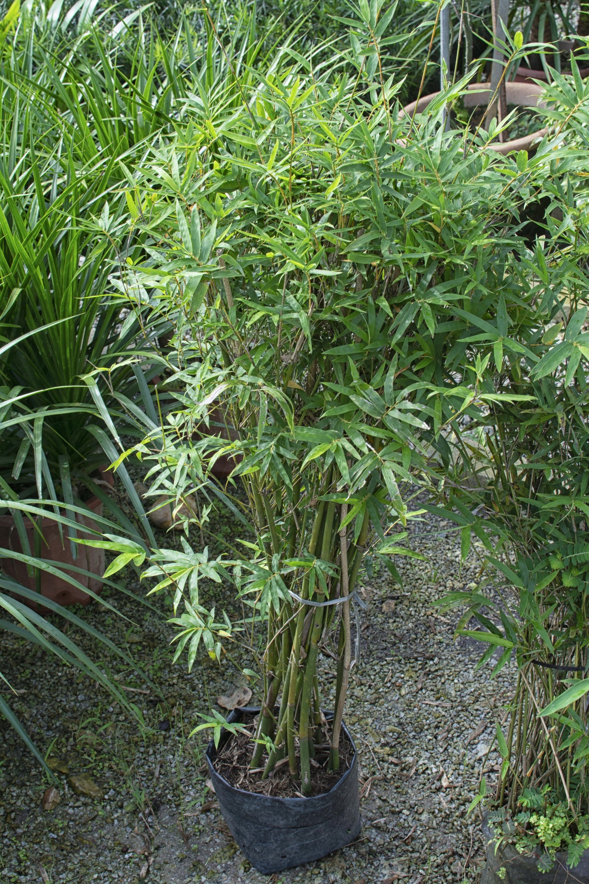 Bambusa guangxiensis 'Chinese Dwarf' - Chinese Dwarf Bamboo