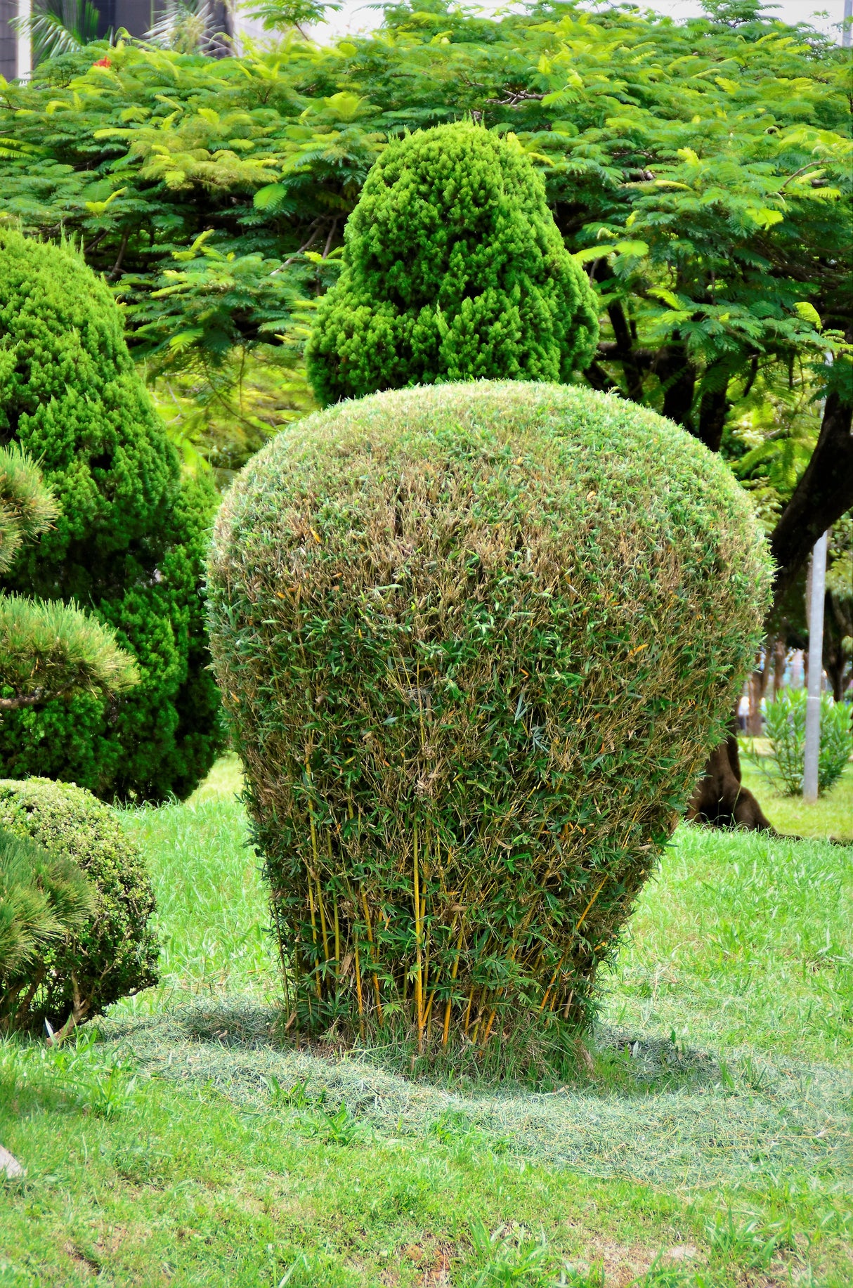 Bambusa textilis 'Gracilis' - Slender Weavers Bamboo