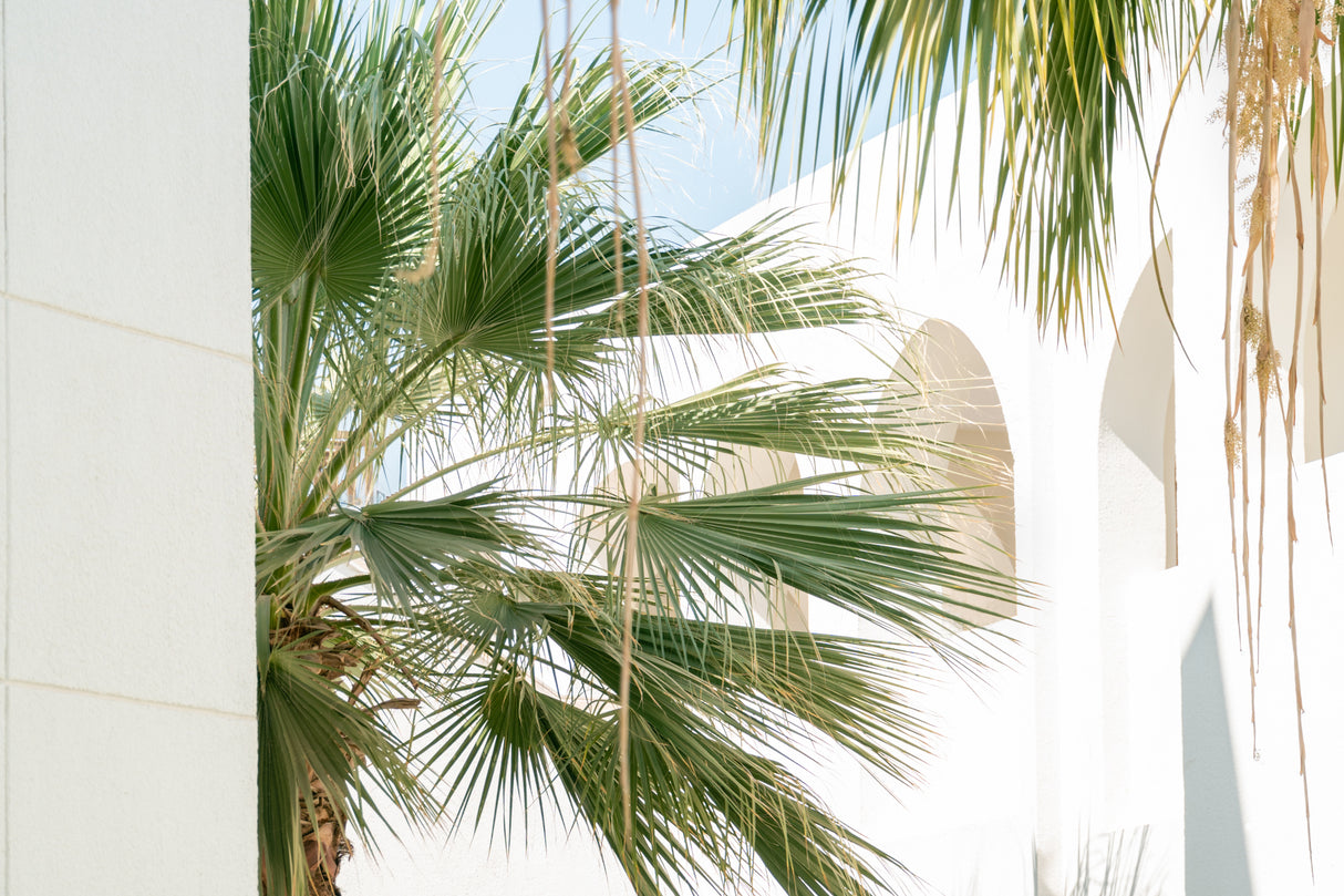 Thrinax radiata - Florida Thatch Palm