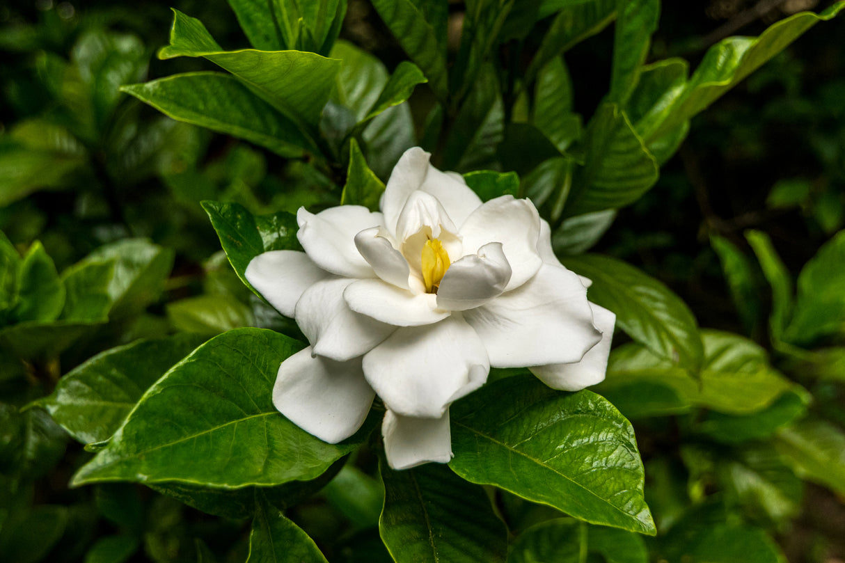 Gardenia augusta 'Aimee Yoshiba' - Aimee Yoshiba Fragrant Gardenia