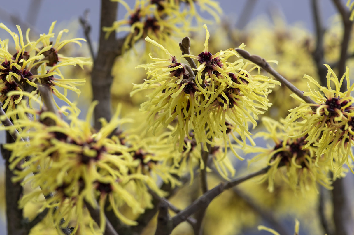 Hamamelis x intermedia Arnold - Witch Hazel