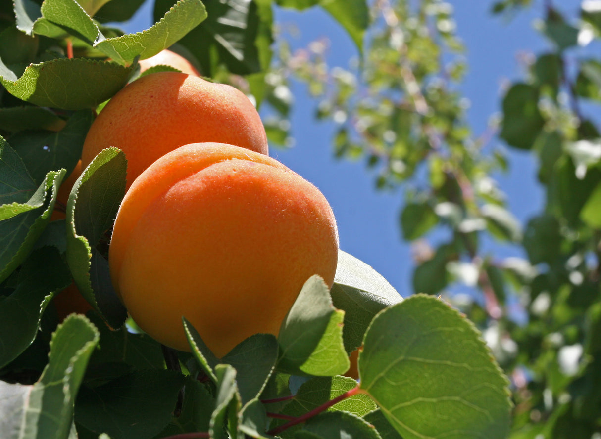 Prunus persica 'White Opal' - White Opal Peach Tree