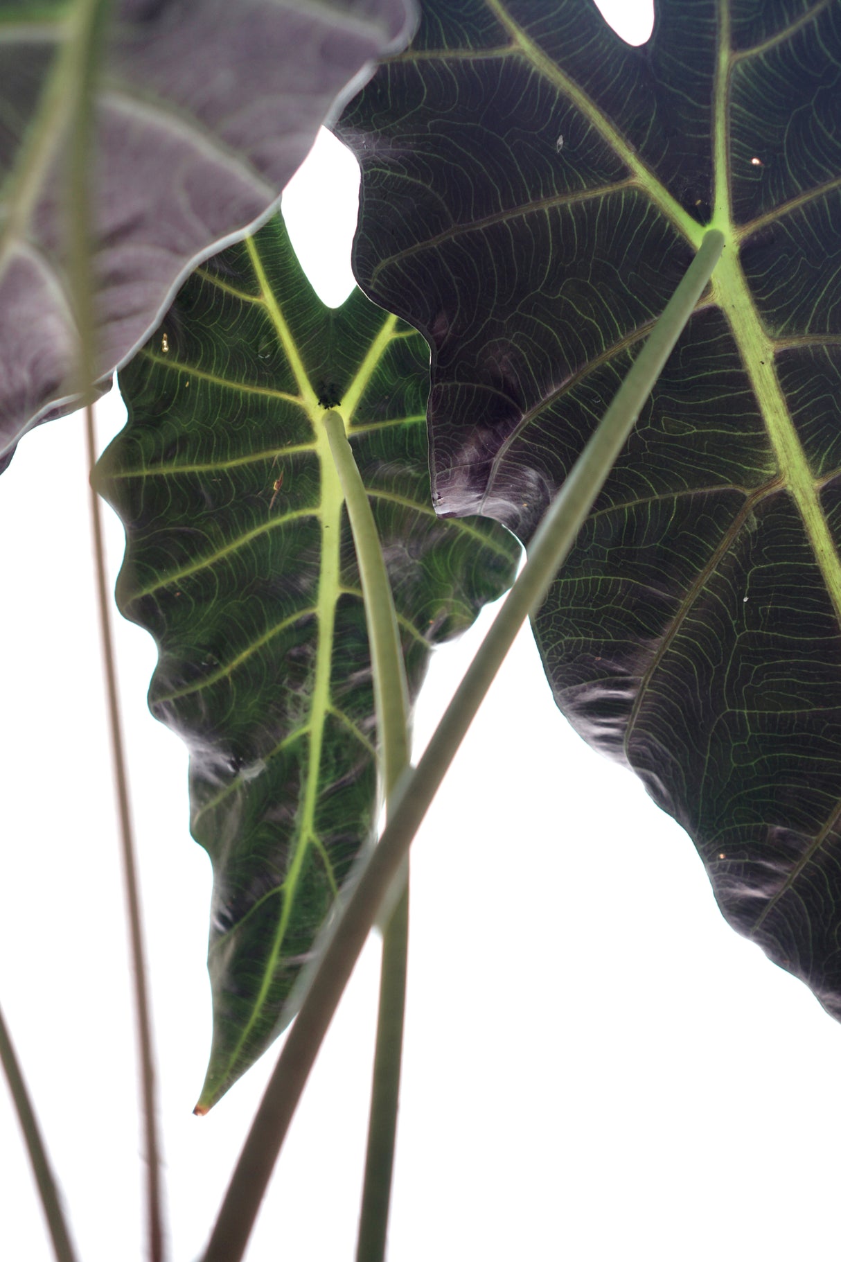 Alocasia × amazonica - African Mask Plant