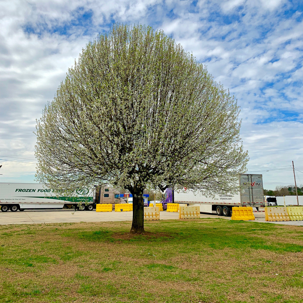 Pyrus calleryana 'Chanticleer' - Chanticleer Pear