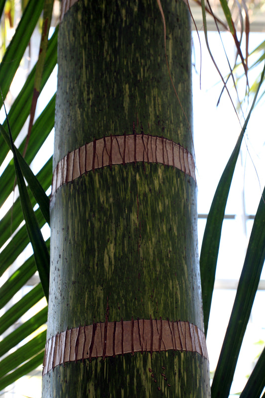 Chambeyronia macrocarpa - نخيل الأوراق الحمراء