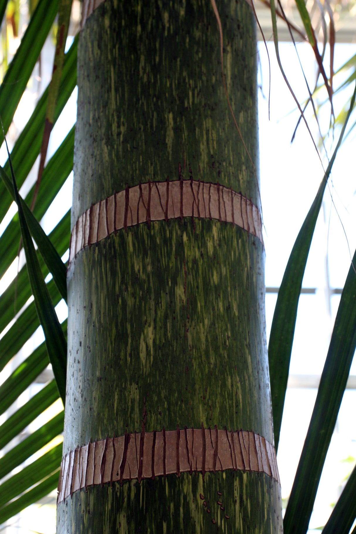 Chambeyronia macrocarpa - Red Leaf Palm