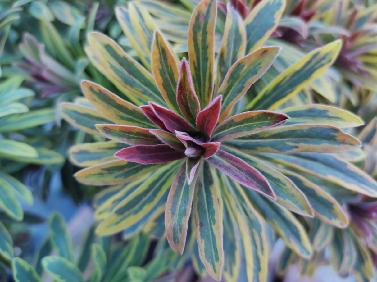 Euphorbia 'Ascot Rainbow' - Ascot Rainbow Euphorbia