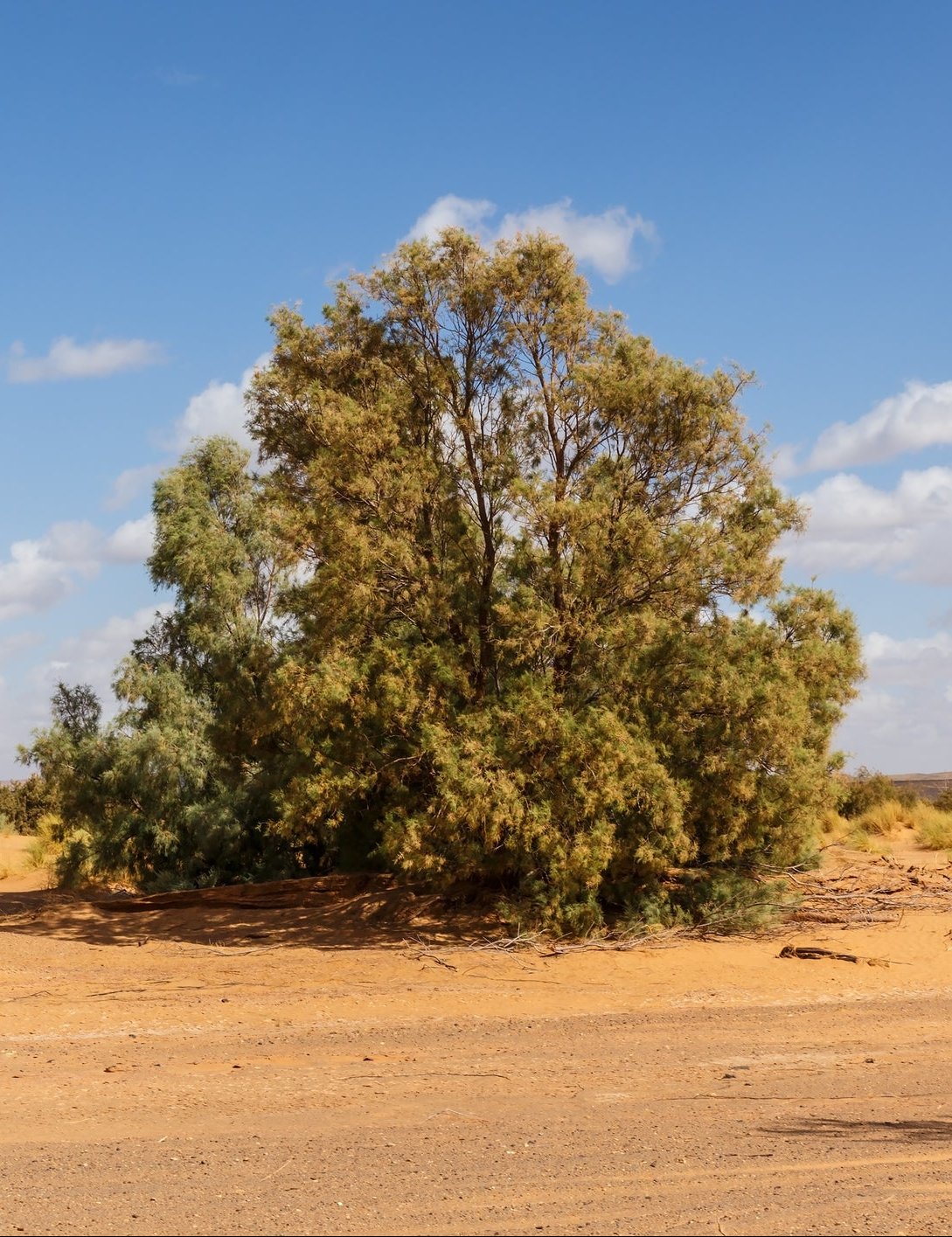 Tamarix aphylla - Athel Tree (Salt Cedar)