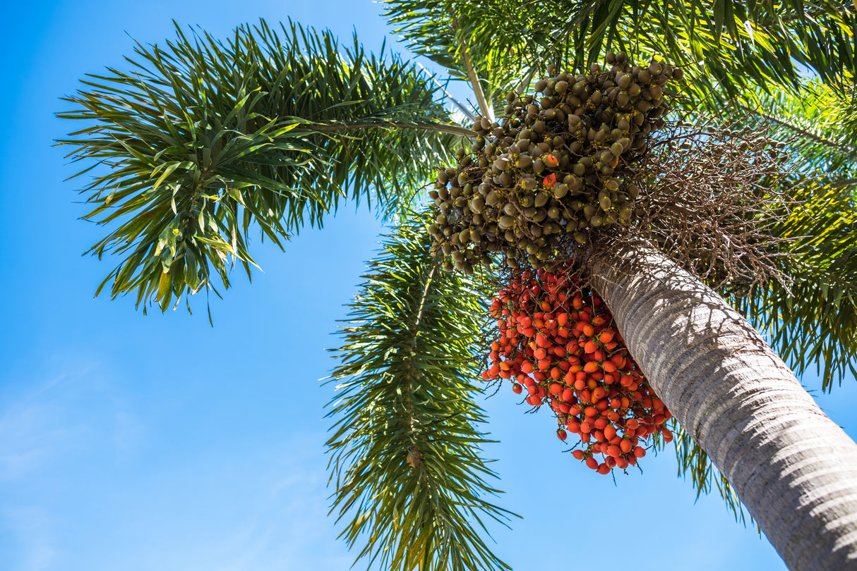 Normanbya normanbyi - Queensland Black Palm