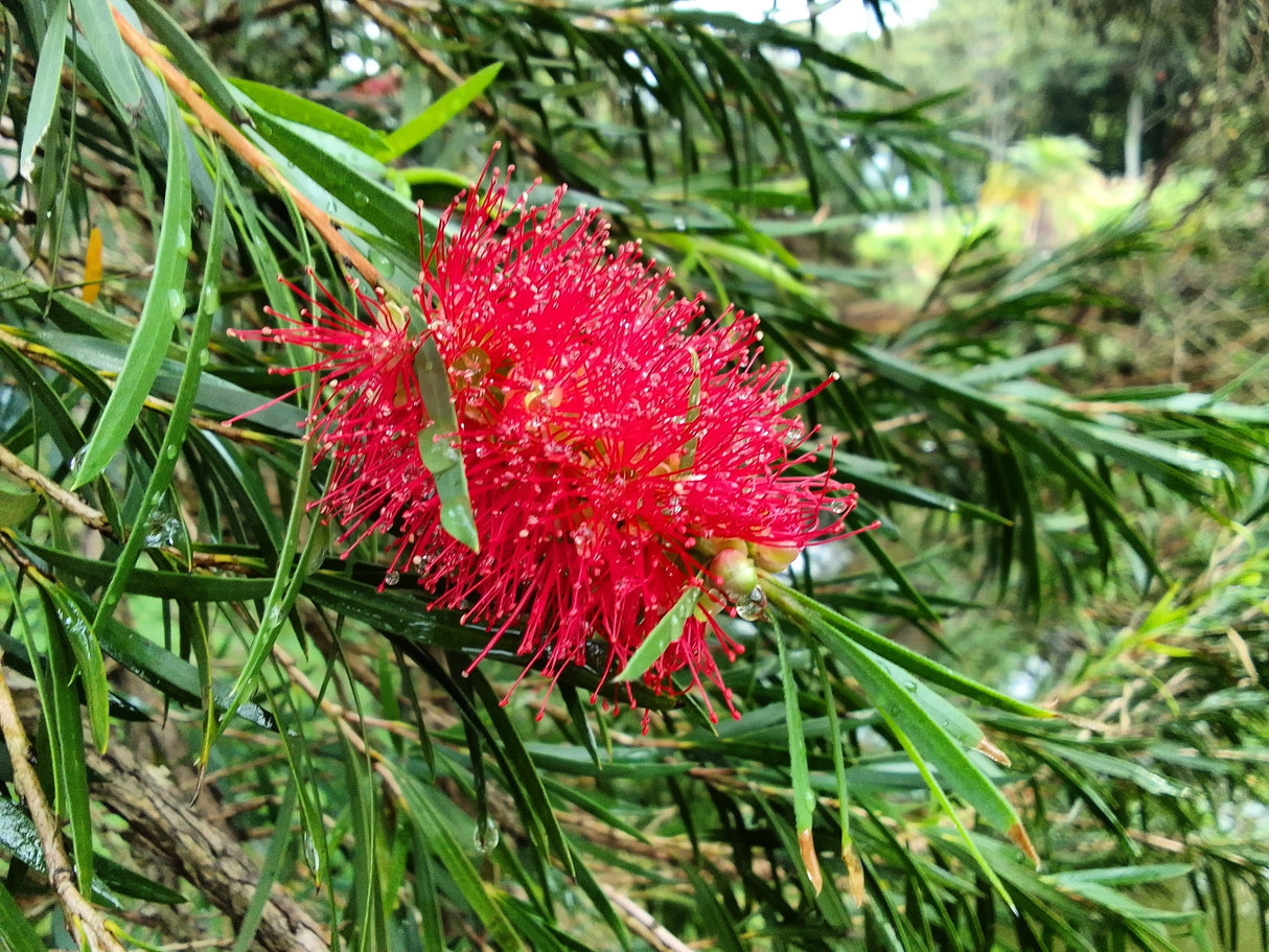 Callistemon viminalis 'Slim' - Slim Bottlebrush