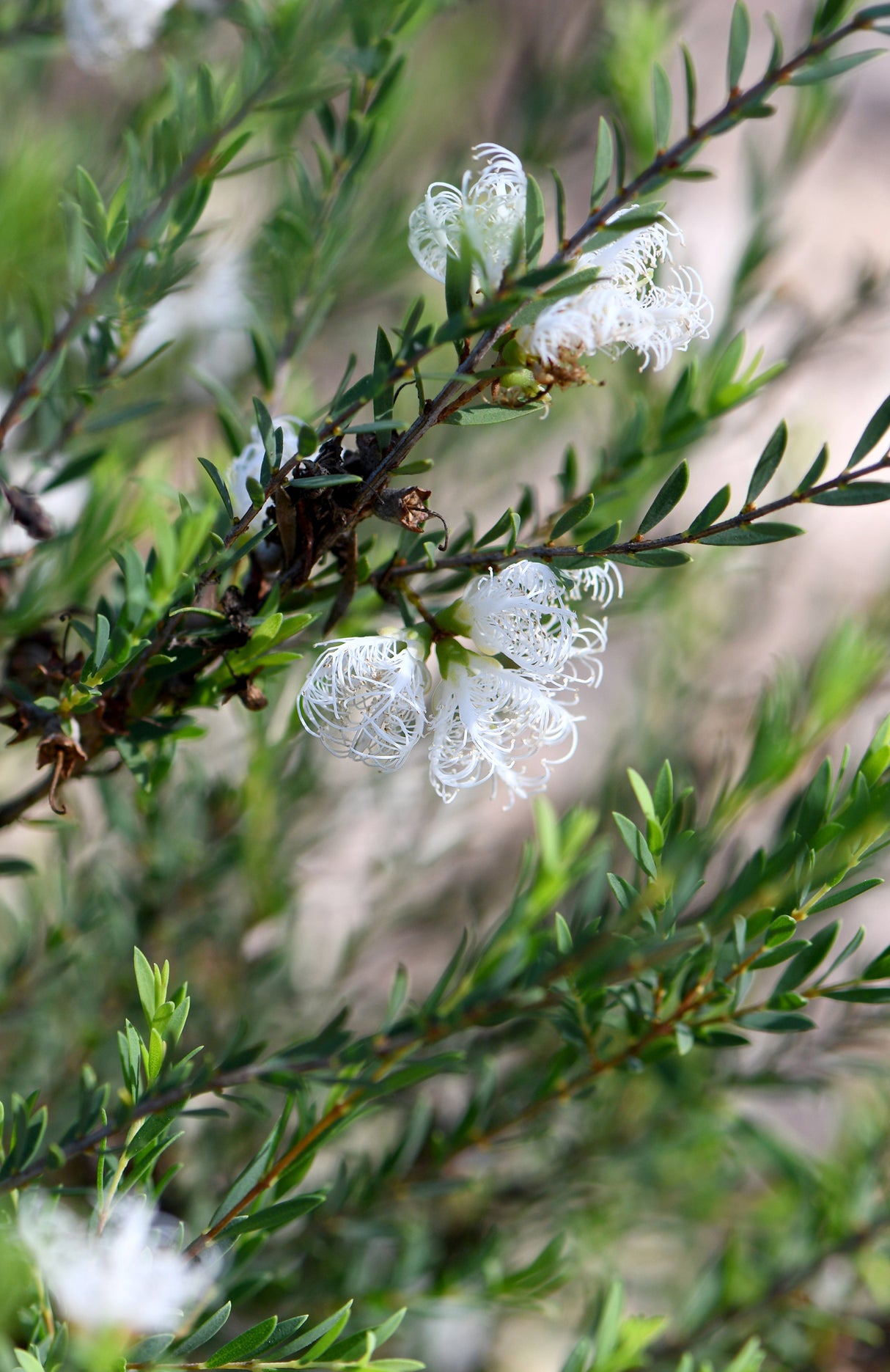 Melaleuca thymifolia 'White Lace' - White Lace Melaleuca