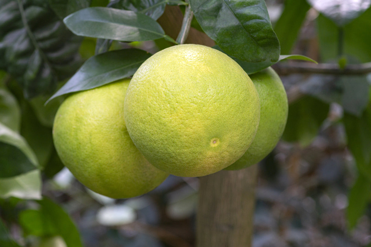 Citrus paradisi 'Star Ruby' - Star Ruby Grapefruit Tree