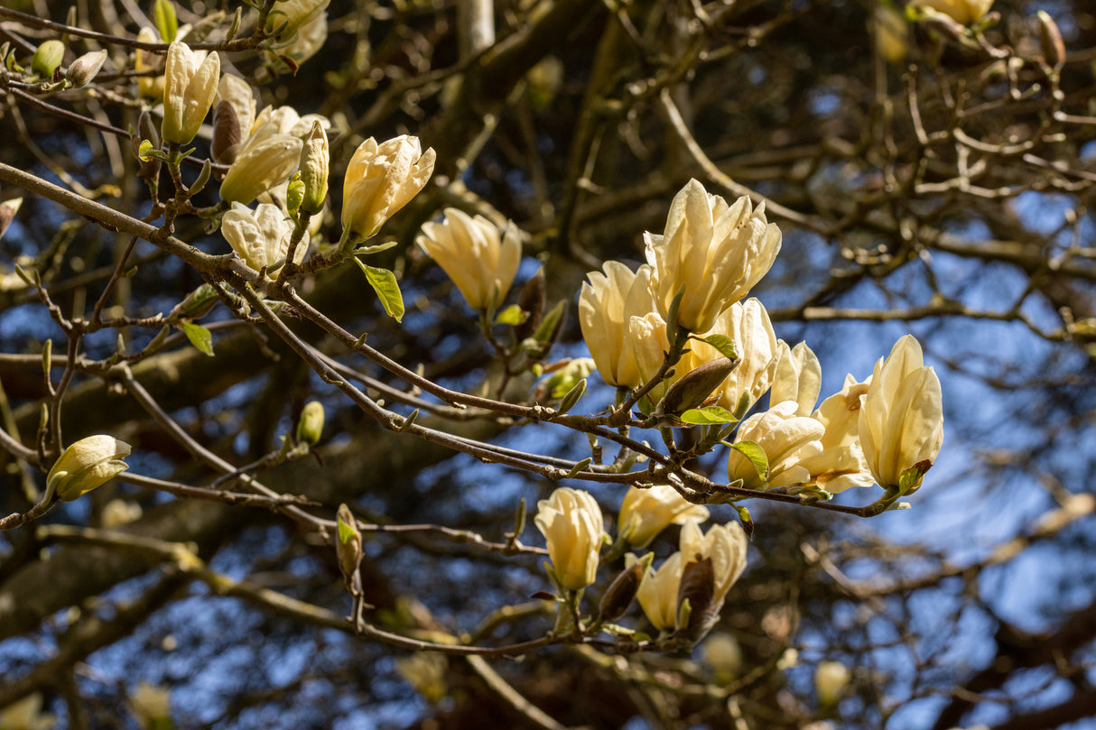 Magnolia 'Elizabeth' - Elizabeth Magnolia