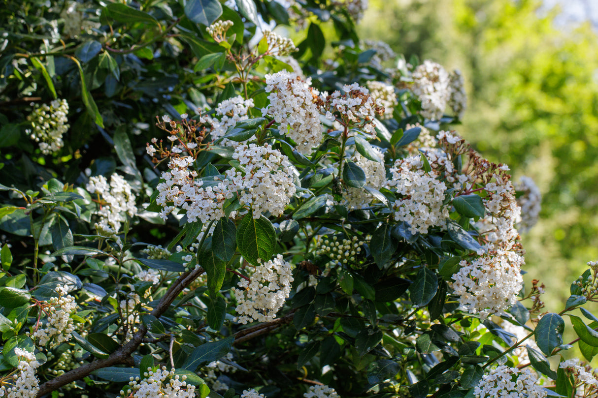 Viburnum tinus 'Lucidum' - Lucidum Laurustinus