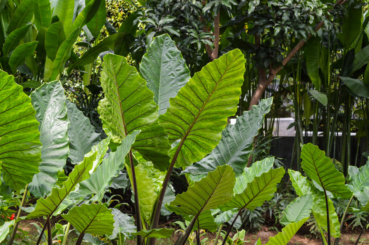 Alocasia macrorrhizos - Giant Taro