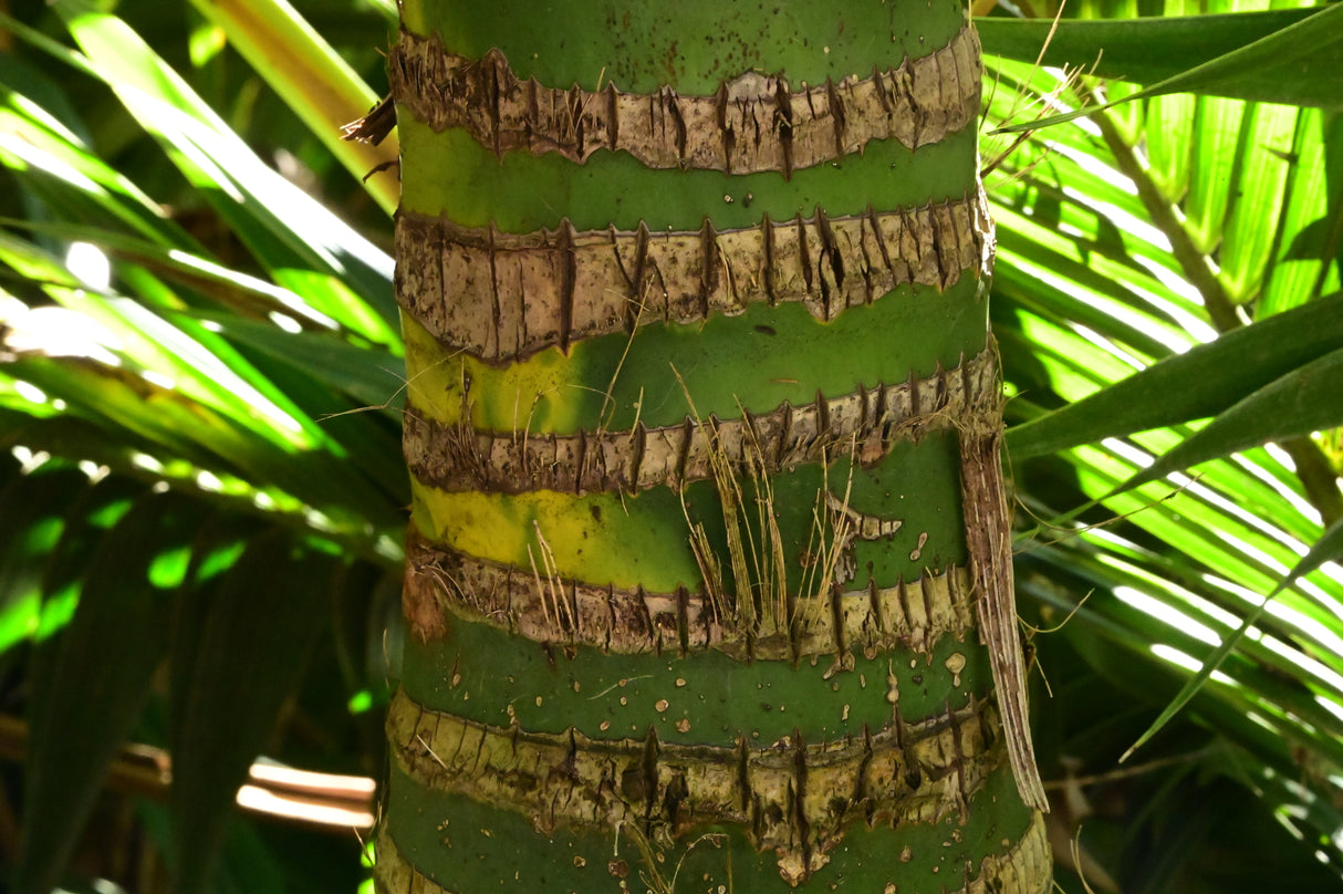 Howea forsteriana - Kentia Palm