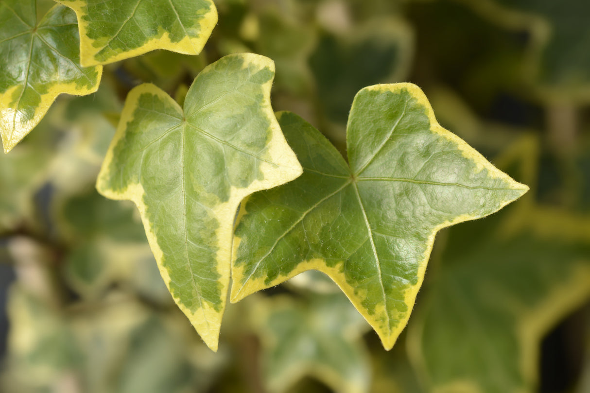 Hedera helix 'Goldchild' - Goldchild English Ivy