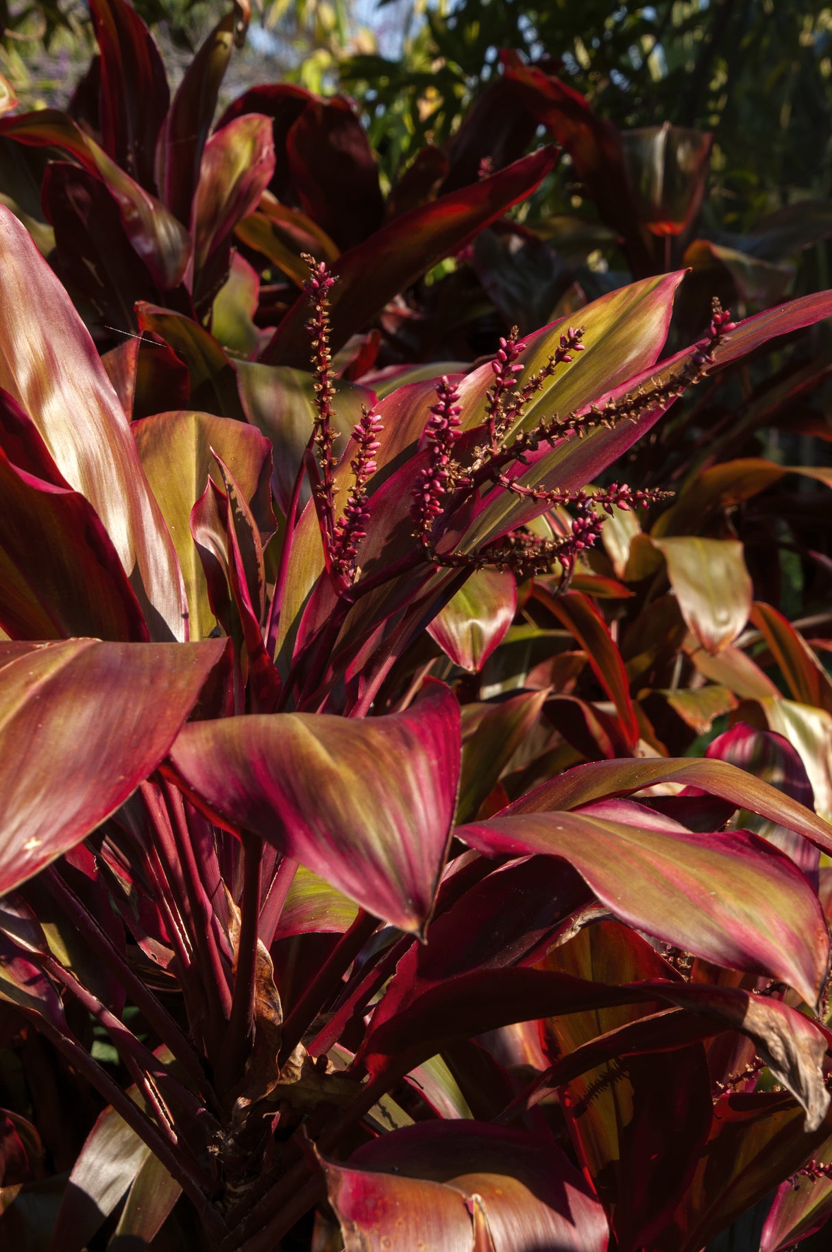 Cordyline fruticosa 'Rubra' - Cordyline fruticosa Rubra