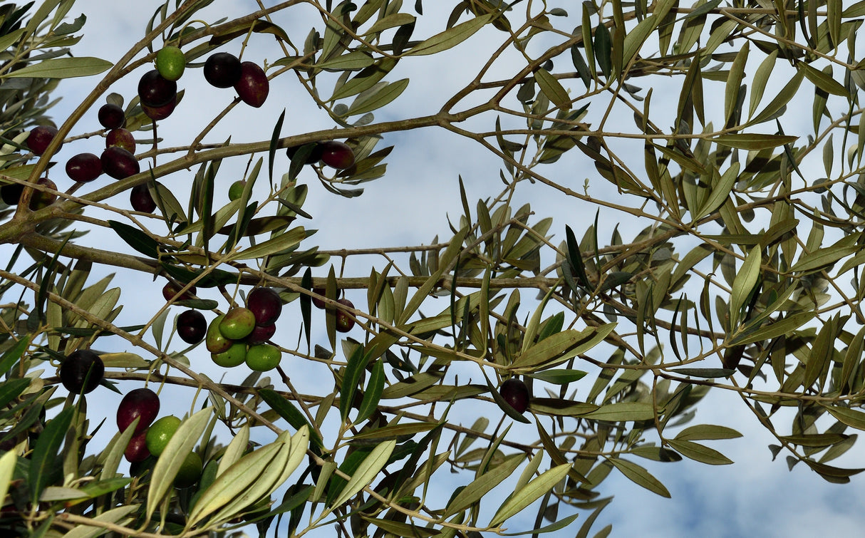 Olea europaea 'Frantoio' - Frantoio Olive Tree