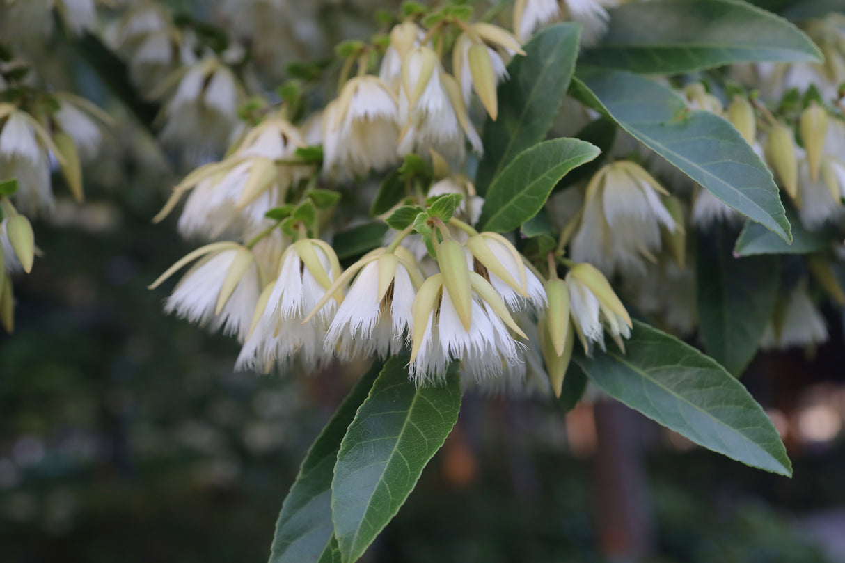 Elaeocarpus reticulatus - Blueberry Ash Tree