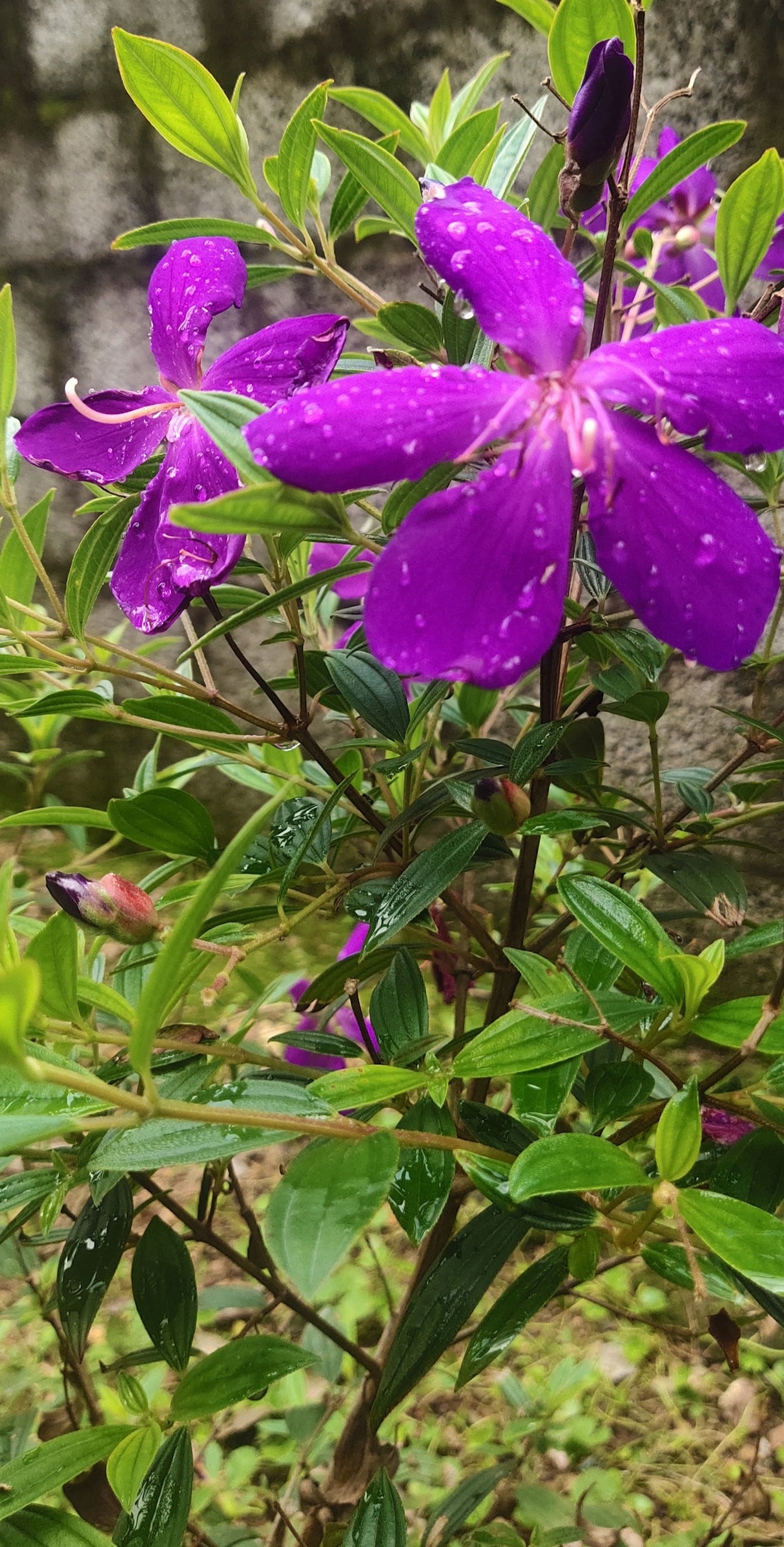 Tibouchina 'Jazzie' - Jazzie Tibouchina