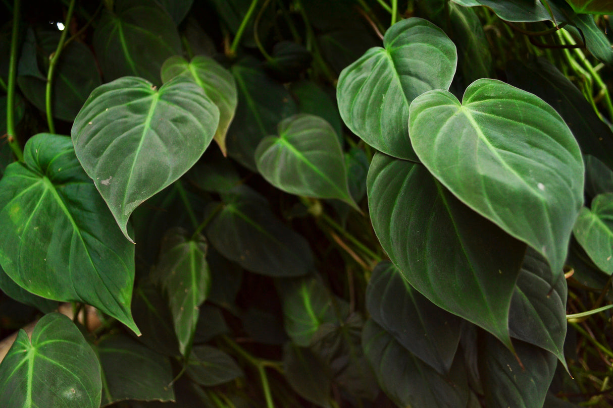 Philodendron cordatum - Heartleaf Philodendron