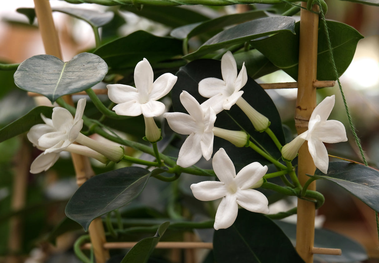 Stephanotis floribunda - Madagascar Jasmine