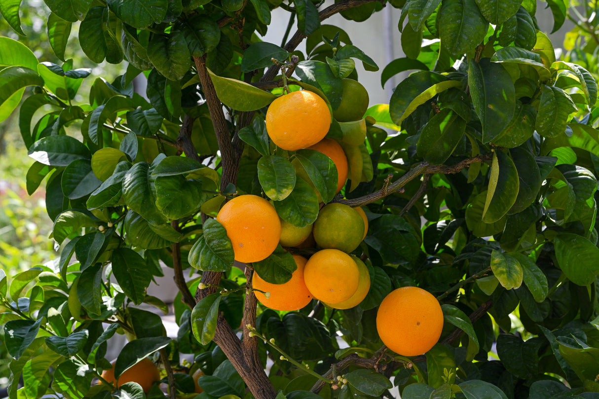 Citrus sinensis - Sweet Orange