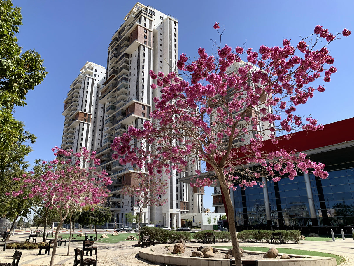 Tabebuia impetiginosa - Pink Trumpet Tree