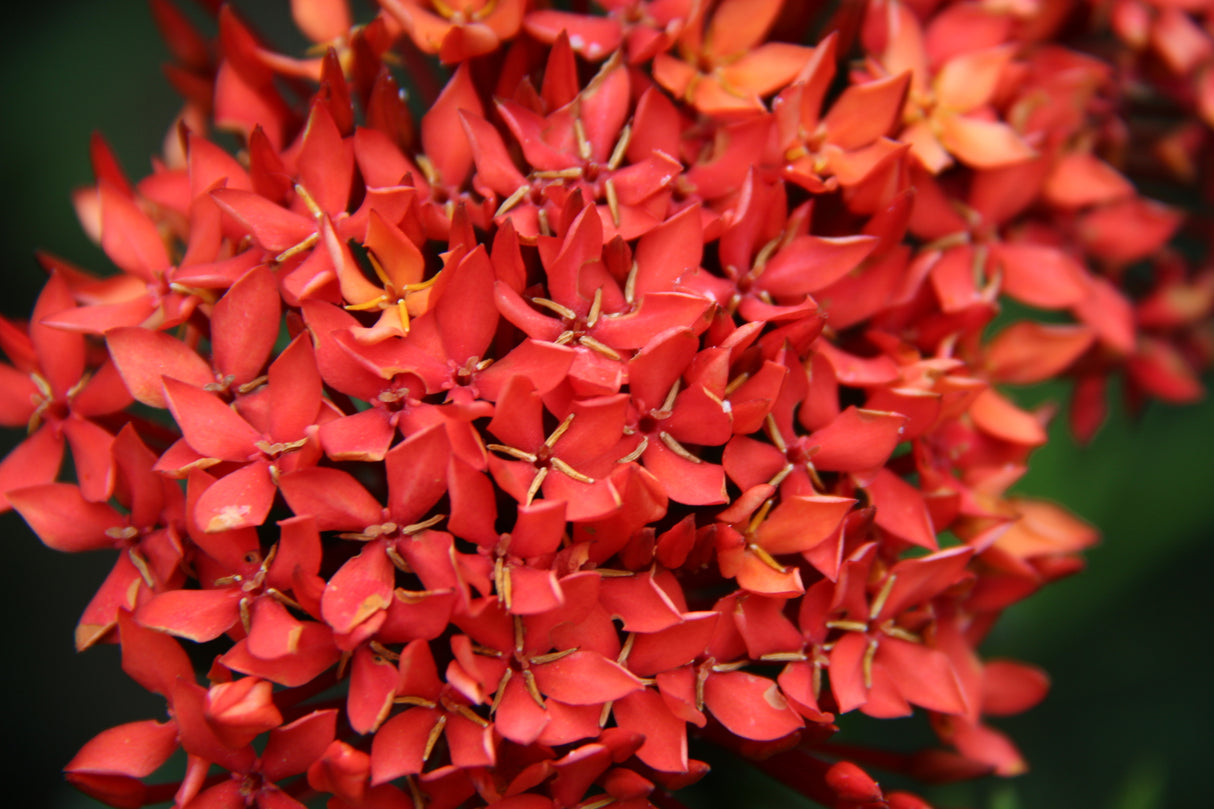 Ixora chinensis 'Compact Orange' - Compact Orange Ixora