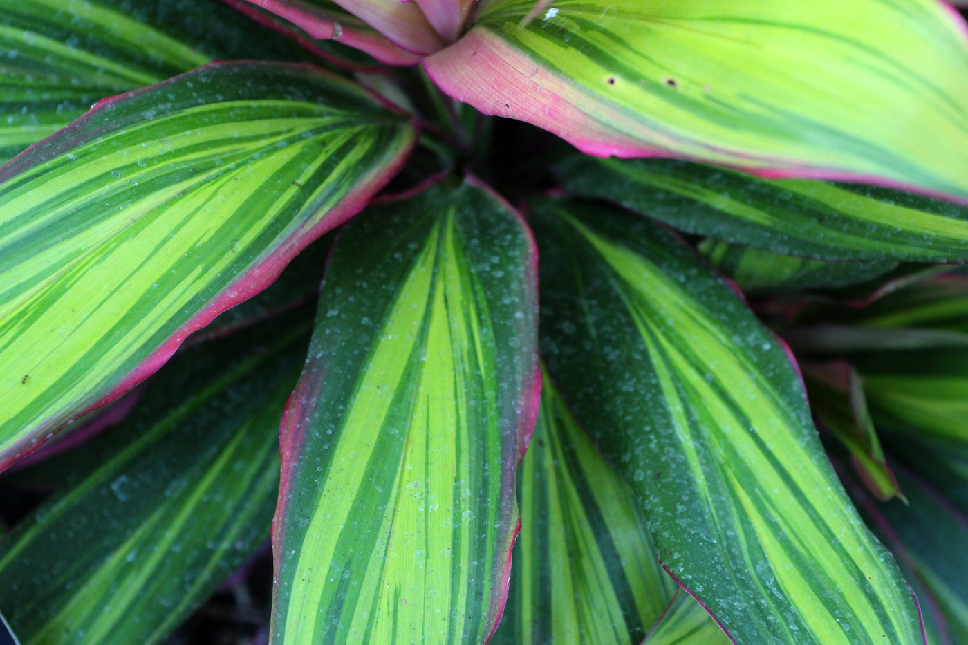 Cordyline fruticosa 'Kiwi Pride' - Kiwi Pride Cordyline