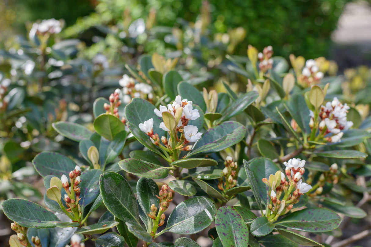 Rhaphiolepis umbellata - Umbellata Rhaphiolepis