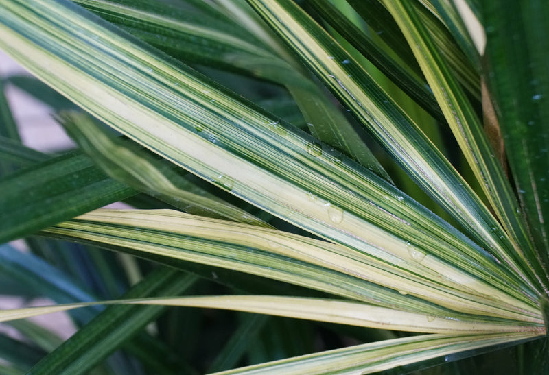 Rhapis excelsa 'Variegated' - نخلة السيدة المبرقشة