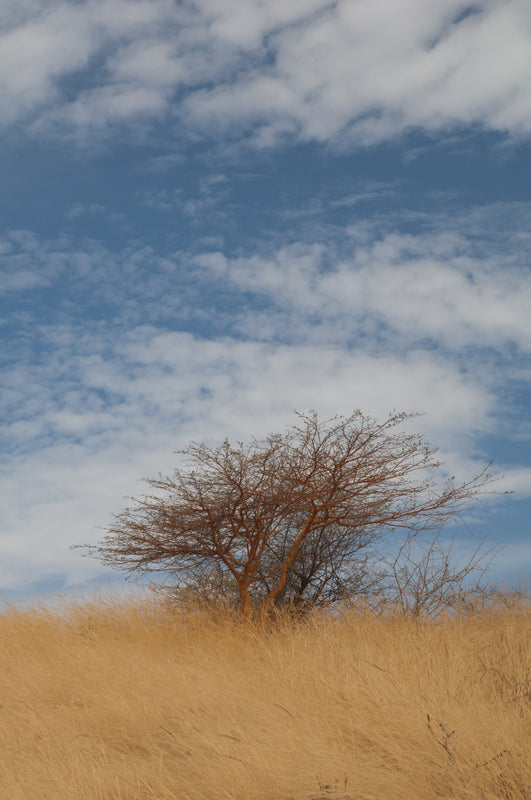 Acacia seyal (Vachellia) - شجرة الأكاسيا الحمراء