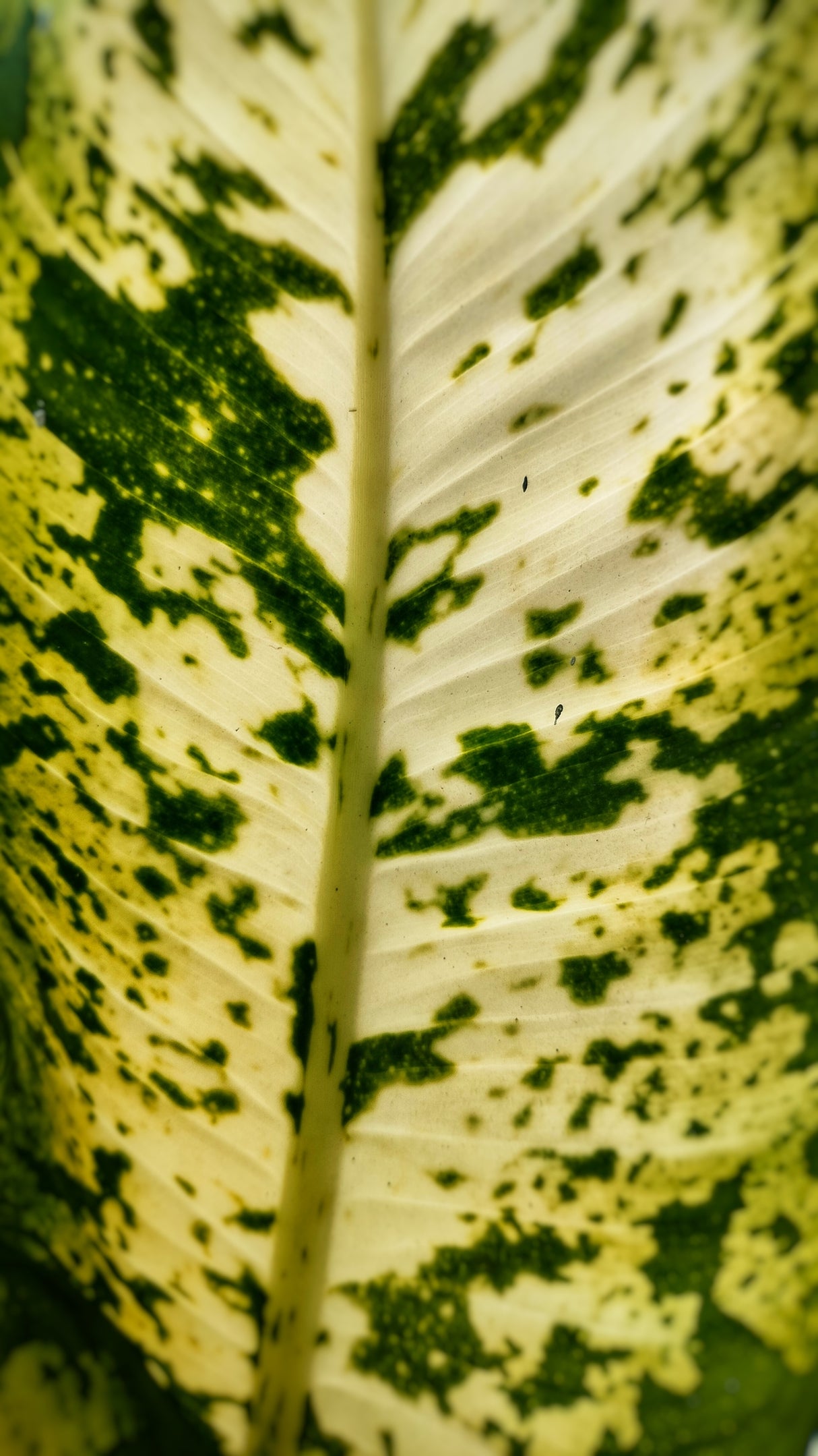 Dieffenbachia 'Milky Way' - Milky Way Dumb Cane