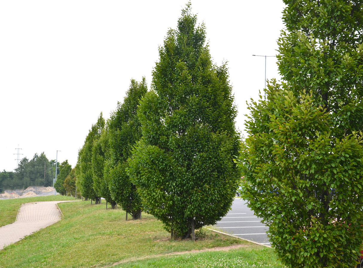 Carpinus betulus 'Fastigiata' - Upright Hornbeam