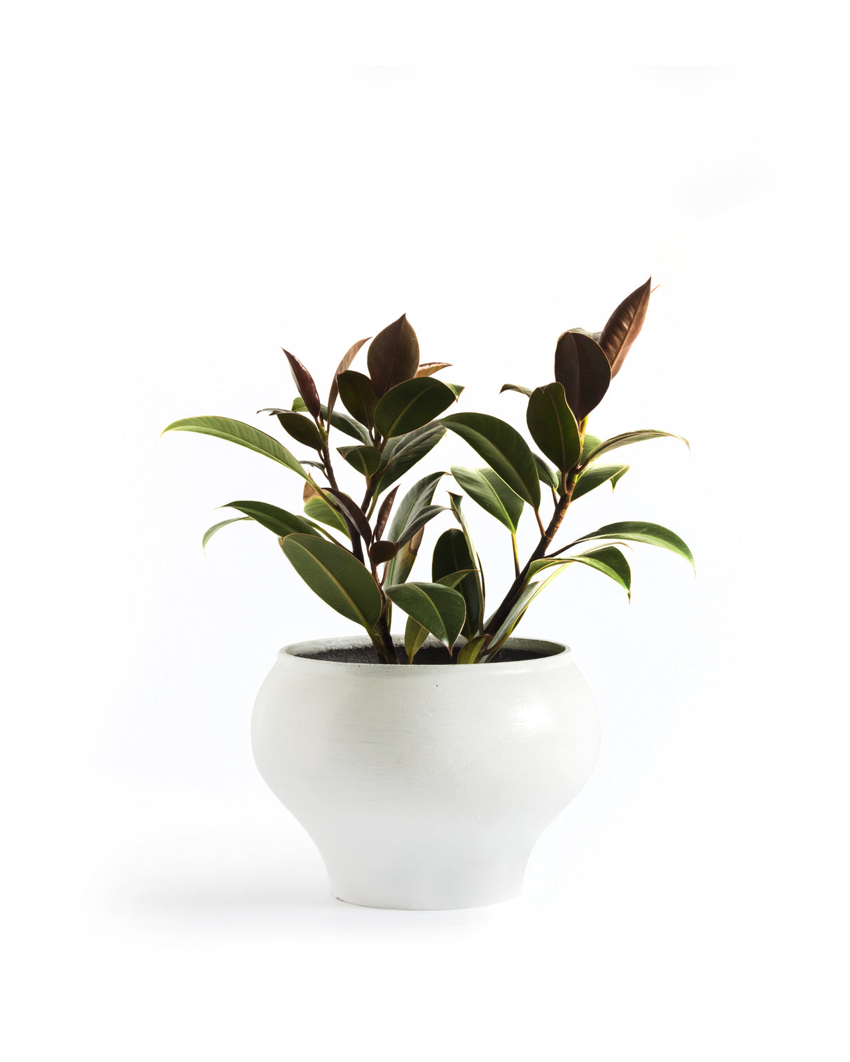 Ficus elastica Melany - Melany Rubber Plant