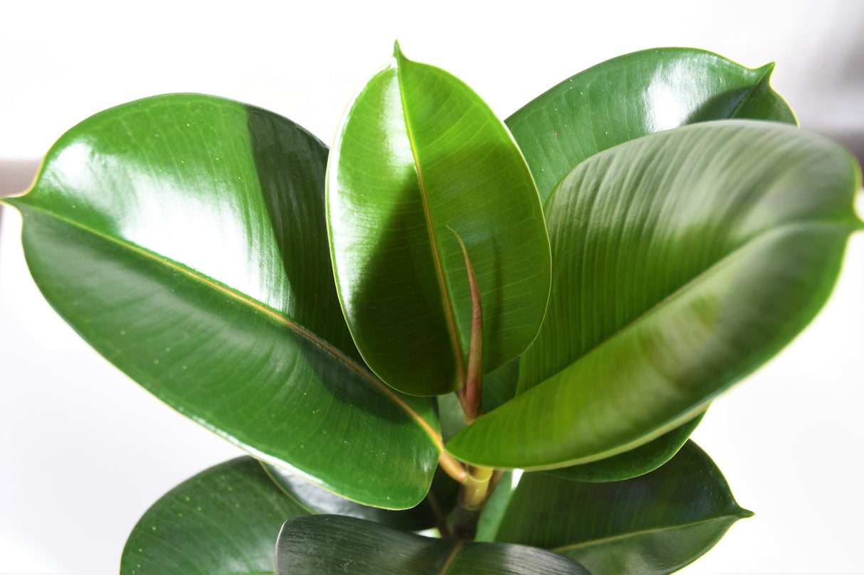 Ficus elastica 'Robusta' - Robusta Rubber Plant