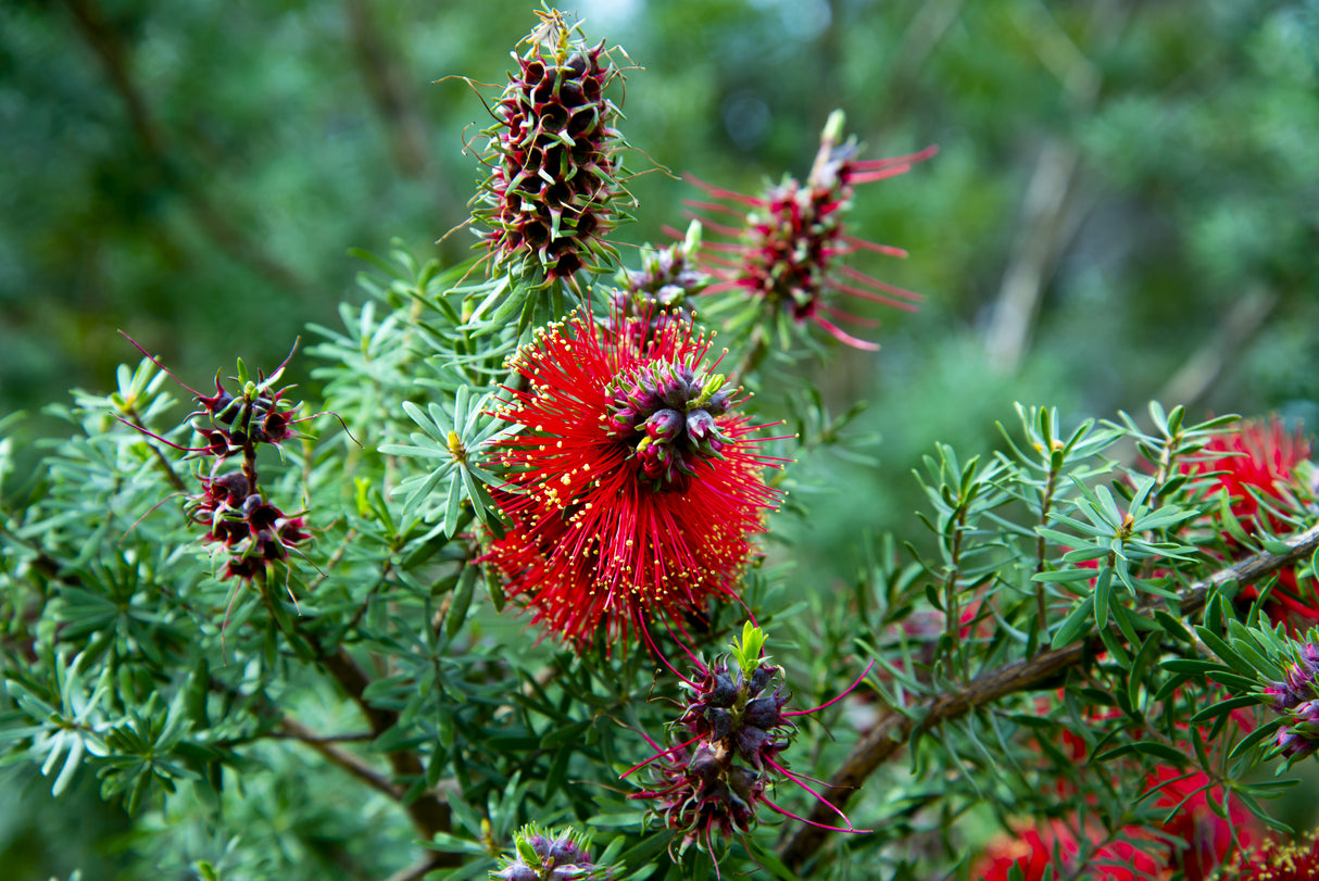 Callistemon 'Little John' - Little John Bottlebrush