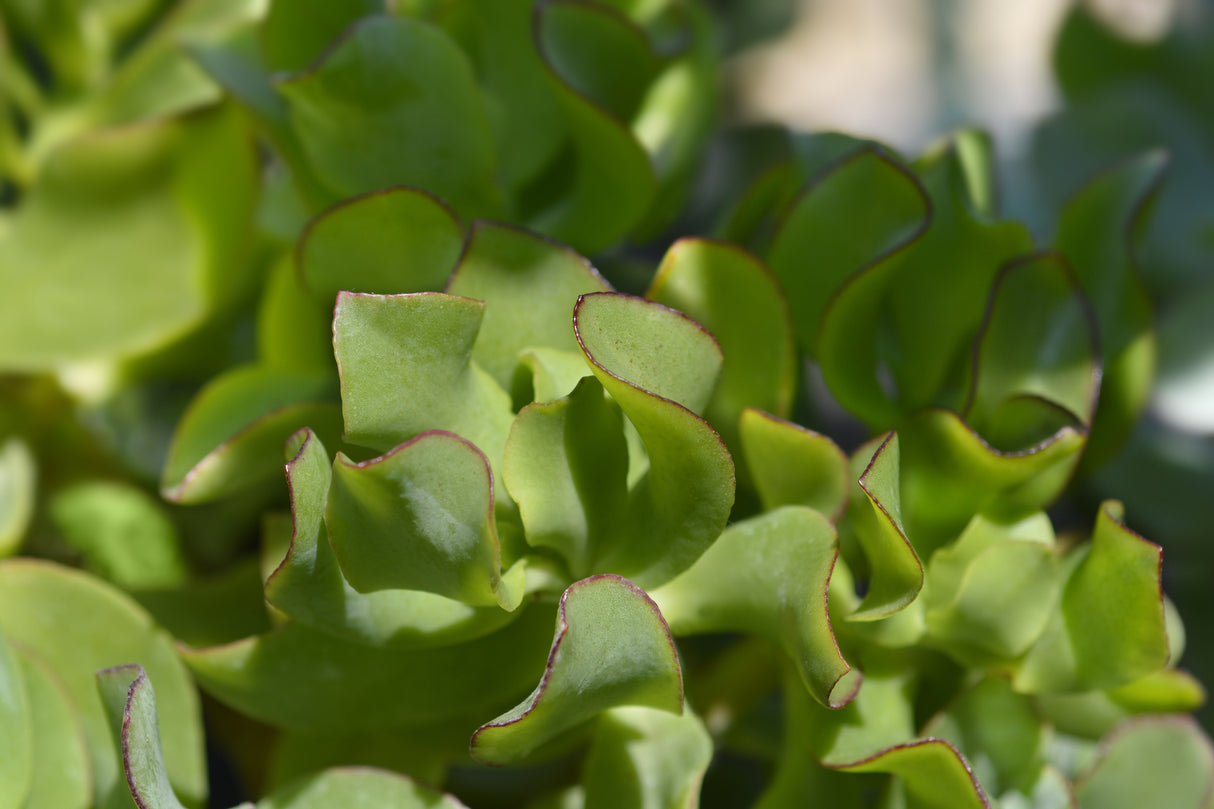 Crassula arborescens undulatifolia - Ripple Jade