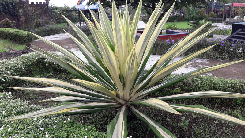 Furcraea foetida - Mauritius Hemp