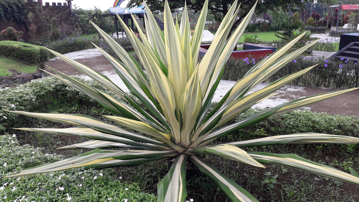 Furcraea foetida - Mauritius Hemp