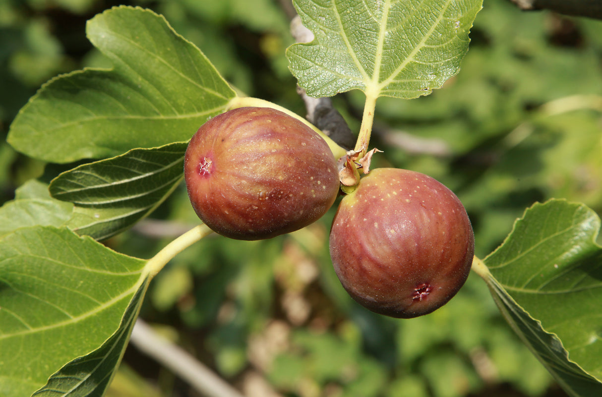 Ficus carica 'Brown Turkey' - Brown Turkey Fig Tree